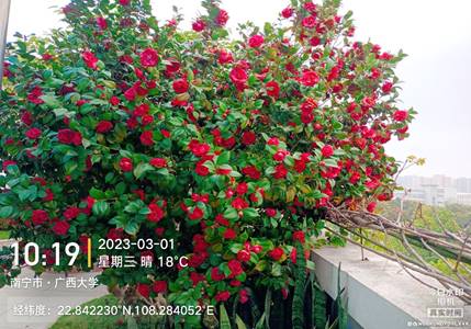 花园里有粉色的花描述已自动生成