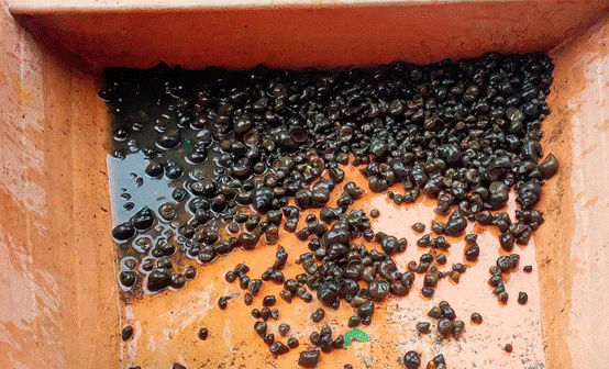 图片包含 蛋糕, 食物, 巧克力, 片描述已自动生成